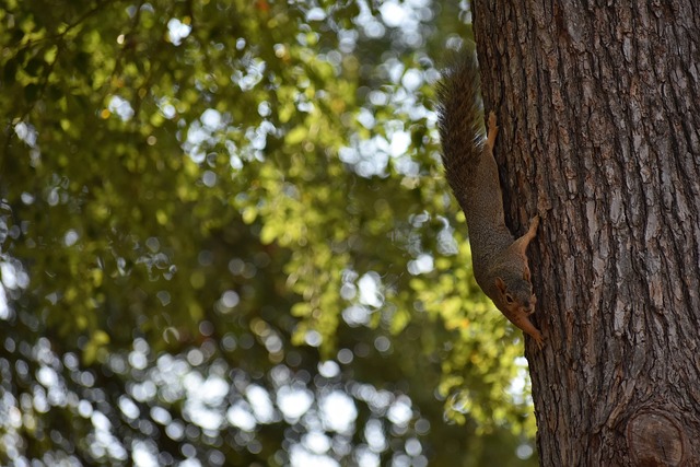 国际米兰凭 国际米兰凭